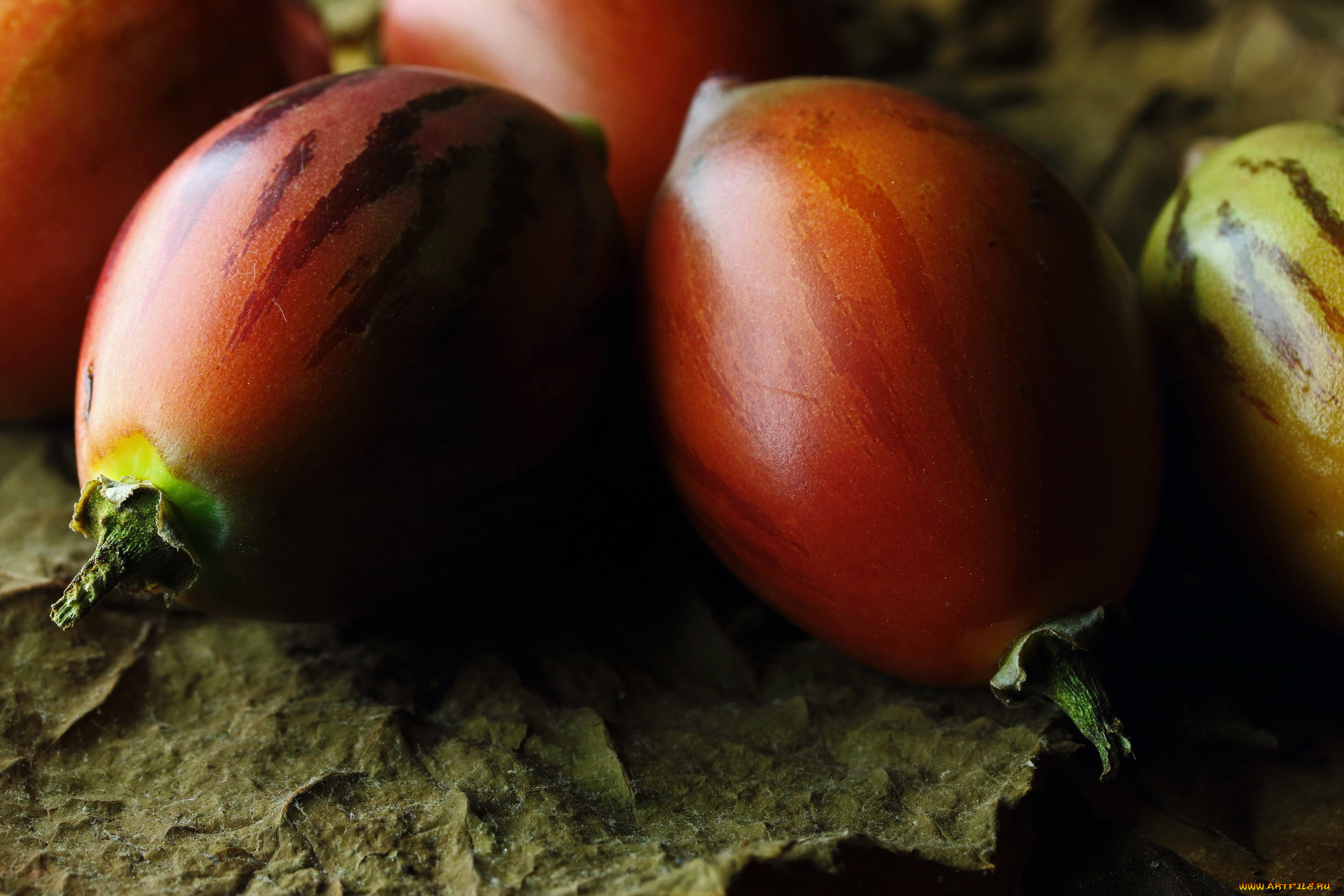 tree tomato fruit, , , tree, tomato, fruit